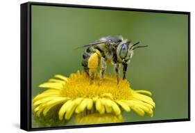 Little Flower Bee (Anthophora Bimaculata) Collecting Pollen From Flower (Pulicaria Dysenterica)-Andy Sands-Framed Stretched Canvas