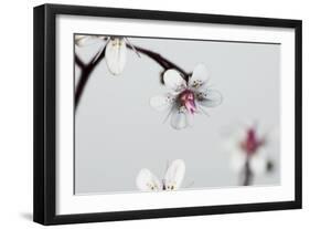 Little Flowers on Grey-Tom Quartermaine-Framed Giclee Print