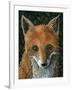 Little Fox II-Jamin Still-Framed Giclee Print