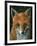 Little Fox II-Jamin Still-Framed Giclee Print