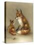 Little Fox Lost-Peggy Harris-Stretched Canvas