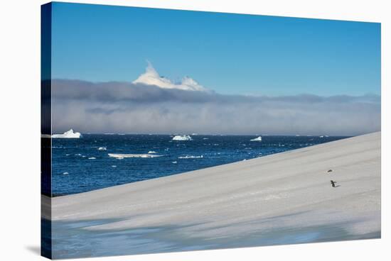 Little gentoo penguin walking on a glacier, Brown Bluff, Antarctica, Polar Regions-Michael Runkel-Stretched Canvas