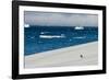 Little gentoo penguin walking on a glacier, Brown Bluff, Antarctica, Polar Regions-Michael Runkel-Framed Photographic Print