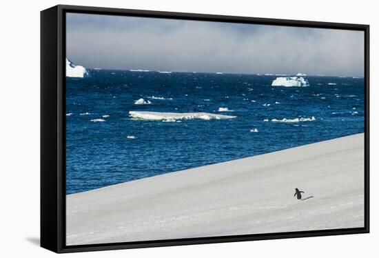 Little gentoo penguin walking on a glacier, Brown Bluff, Antarctica, Polar Regions-Michael Runkel-Framed Stretched Canvas