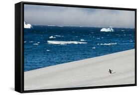 Little gentoo penguin walking on a glacier, Brown Bluff, Antarctica, Polar Regions-Michael Runkel-Framed Stretched Canvas