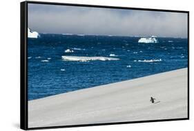 Little gentoo penguin walking on a glacier, Brown Bluff, Antarctica, Polar Regions-Michael Runkel-Framed Stretched Canvas