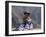 Little Girl in Traditional Dress, Colca Canyon, Peru, South America-Jane Sweeney-Framed Premium Photographic Print