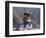 Little Girl in Traditional Dress, Colca Canyon, Peru, South America-Jane Sweeney-Framed Photographic Print