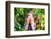 Little Girl Picking Apples from Tree in a Fruit Orchard-FamVeld-Framed Photographic Print