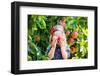 Little Girl Picking Apples from Tree in a Fruit Orchard-FamVeld-Framed Photographic Print