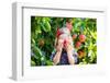 Little Girl Picking Apples from Tree in a Fruit Orchard-FamVeld-Framed Photographic Print