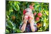 Little Girl Picking Apples from Tree in a Fruit Orchard-FamVeld-Mounted Photographic Print