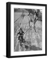 Little Girl Riding Her Tricycle, Leading Francis the Mule-Allan Grant-Framed Photographic Print