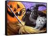 Little Gray Halloween Kitten-sylvia pimental-Framed Stretched Canvas