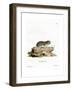 Little Grey Hamster-null-Framed Giclee Print