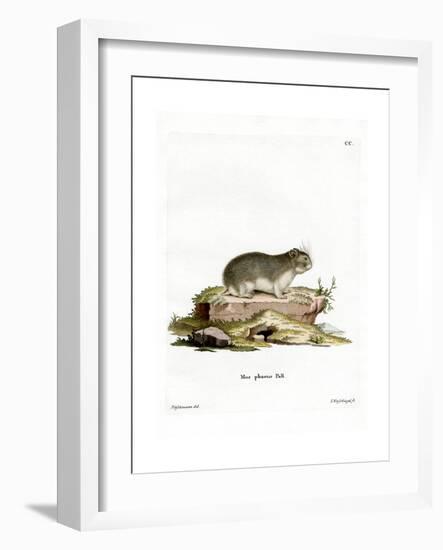Little Grey Hamster-null-Framed Giclee Print