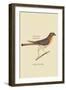 Little Hawk-Mark Catesby-Framed Art Print