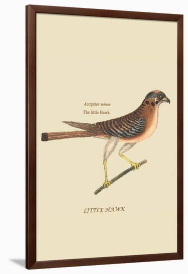 Little Hawk-Mark Catesby-Framed Art Print