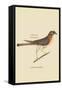 Little Hawk-Mark Catesby-Framed Stretched Canvas