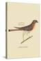 Little Hawk-Mark Catesby-Stretched Canvas