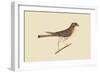 Little Hawk-Mark Catesby-Framed Art Print