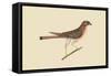 Little Hawk-Mark Catesby-Framed Stretched Canvas