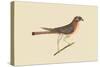 Little Hawk-Mark Catesby-Stretched Canvas