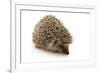 Little Hedgehog and Apple-shiffti-Framed Photographic Print