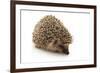 Little Hedgehog and Apple-shiffti-Framed Photographic Print