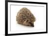 Little Hedgehog and Apple-shiffti-Framed Photographic Print