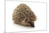 Little Hedgehog and Apple-shiffti-Mounted Photographic Print