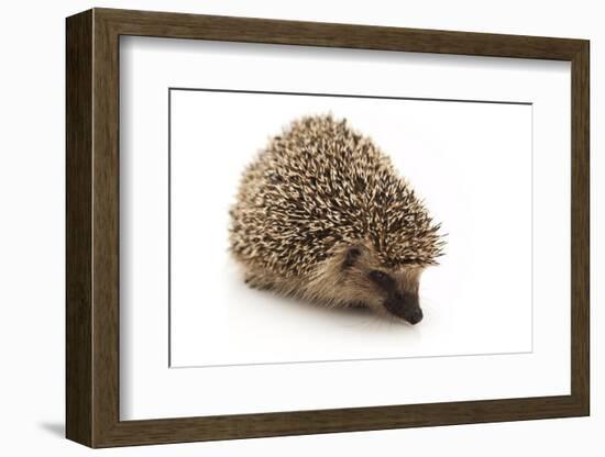 Little Hedgehog and Apple-shiffti-Framed Photographic Print