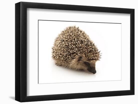 Little Hedgehog and Apple-shiffti-Framed Photographic Print