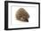 Little Hedgehog and Apple-shiffti-Framed Photographic Print