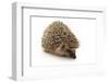 Little Hedgehog and Apple-shiffti-Framed Photographic Print