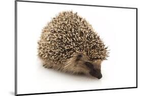 Little Hedgehog and Apple-shiffti-Mounted Photographic Print