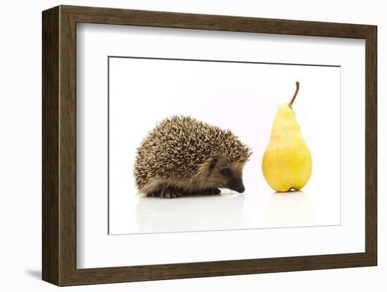 Little Hedgehog and Pear-shiffti-Framed Photographic Print