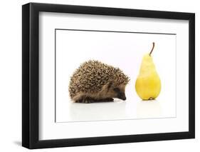 Little Hedgehog and Pear-shiffti-Framed Photographic Print