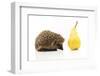 Little Hedgehog and Pear-shiffti-Framed Photographic Print