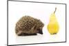 Little Hedgehog and Pear-shiffti-Mounted Photographic Print