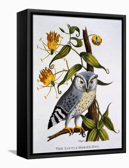 Little Horned Owl, from 'Indian Zoology', Published 1790-Thomas Pennant-Framed Stretched Canvas