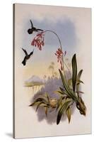 Little Hummingbird, Mellisuga Minima-John Gould-Stretched Canvas