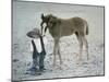 Little Kid Dressed Like Cowboy with Horse-Nora Hernandez-Mounted Giclee Print