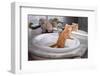 Little Kittens Bathing in the Sink-vvvita-Framed Photographic Print