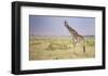 Little Lady-Mark Bridger-Framed Art Print