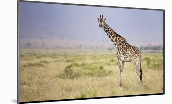 Little Lady-Mark Bridger-Mounted Art Print