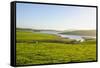 Little Lake in Green Fields, the Catlins, South Island, New Zealand, Pacific-Michael-Framed Stretched Canvas