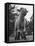 Little Lamb Posing for the Camera-Wallace Kirkland-Framed Stretched Canvas