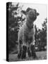 Little Lamb Posing for the Camera-Wallace Kirkland-Stretched Canvas