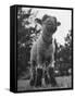 Little Lamb Posing for the Camera-Wallace Kirkland-Framed Stretched Canvas